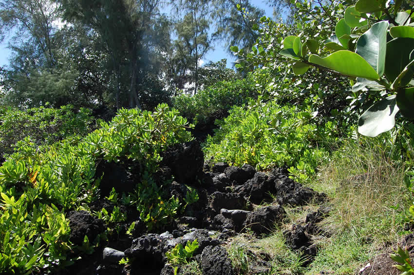 Steep Trail to the Beach3