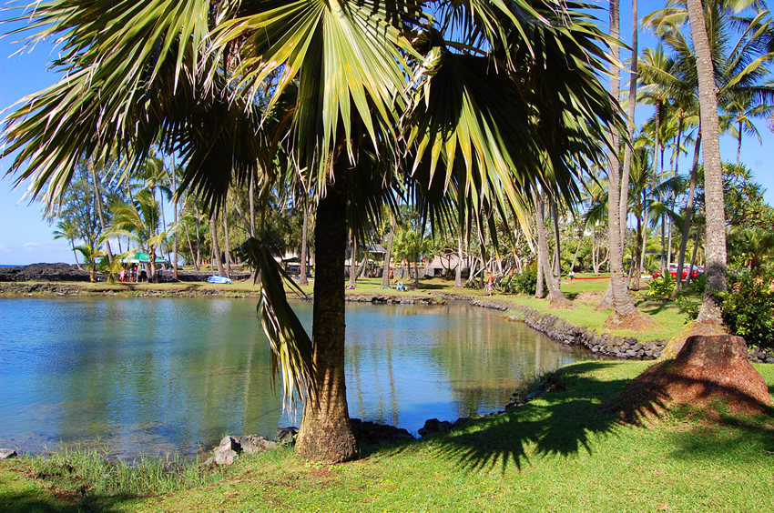Tropical Vista