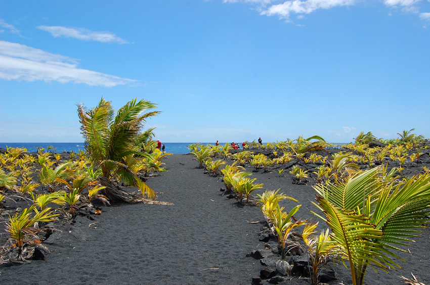 Walkway to the Beach