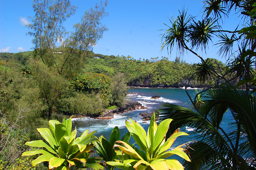Backed by Tropical Vegetation