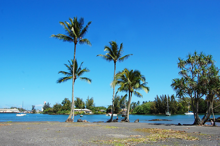 Bayfront Trees2