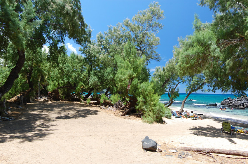 Many Trees on the Beach