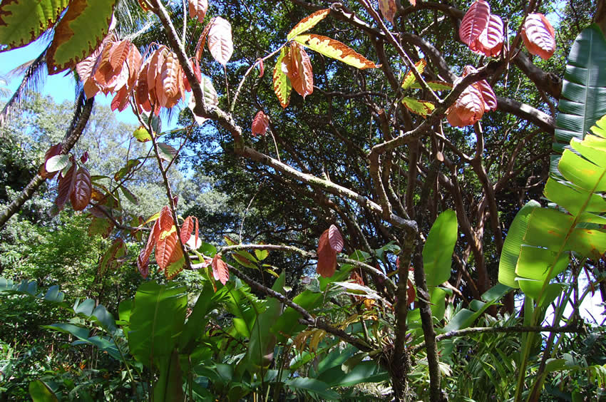 Cocoa Tree