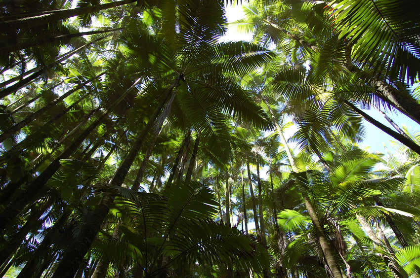 Palm Jungle