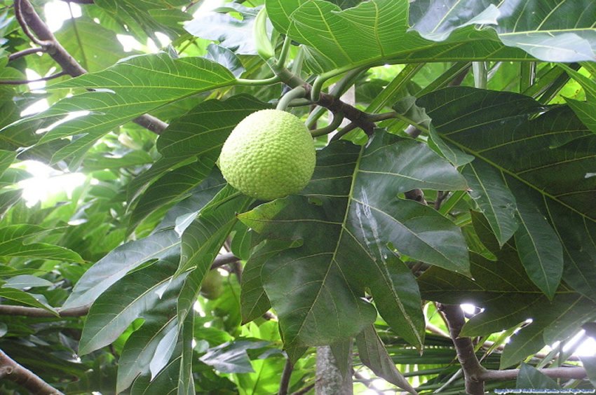 Breadfruit Tree Foliage and Fruit