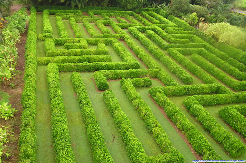 Maze