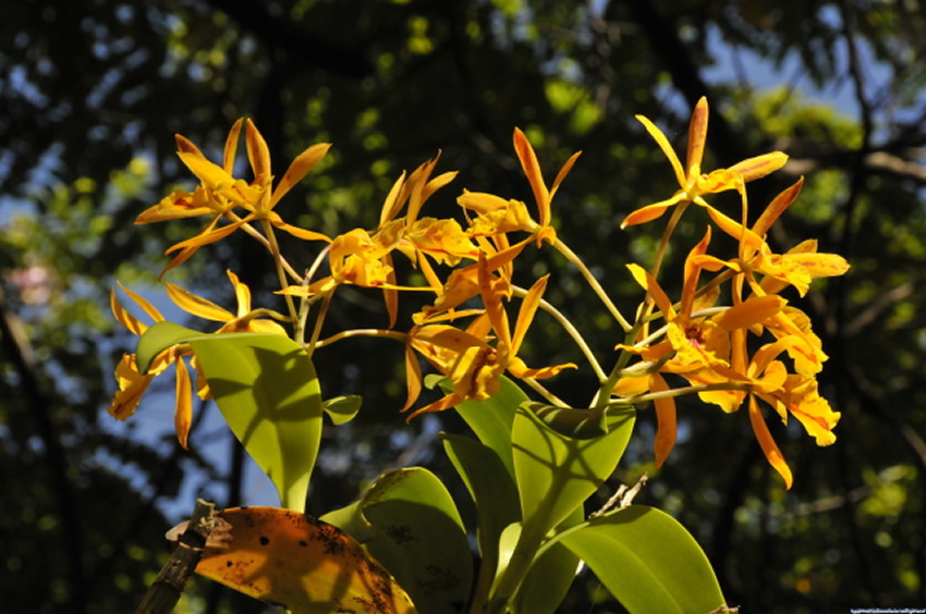Tropical Flora