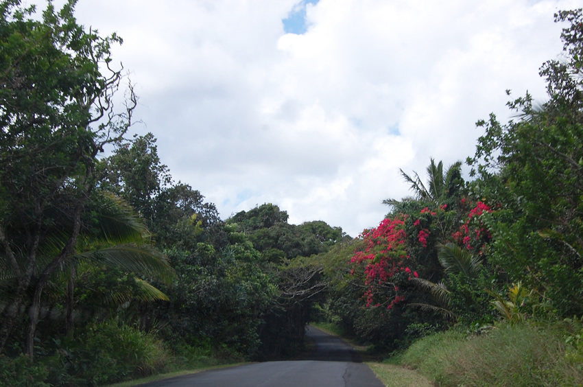 Kapoho Kalapana Road 137 01 1