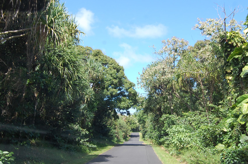 Kapoho Kalapana Road 137 01 25
