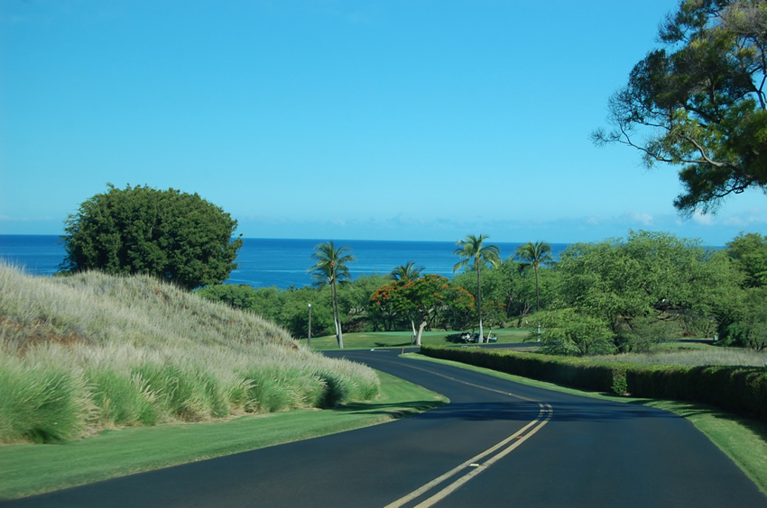 Tropical View