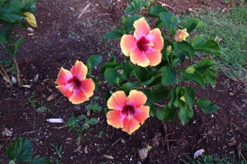Fort Derussy Park Hibiscus