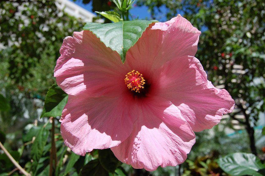 Light Pink Hibiscus2