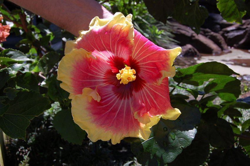 Multi Color Hibiscus