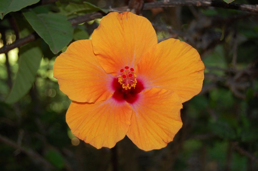 Orange Hibiscus 2