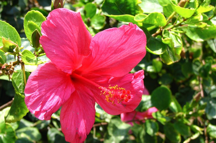 Pink Hibiscus