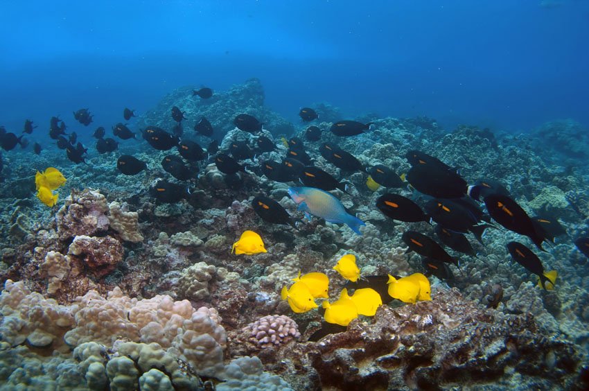 Orangeband Surgeonfish and Yellow Tang on Kona Reef
