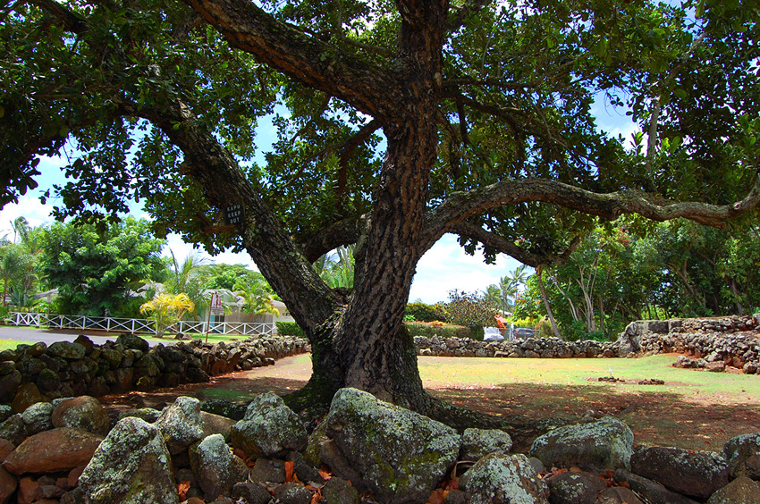 A Tree Grows in the Heiau