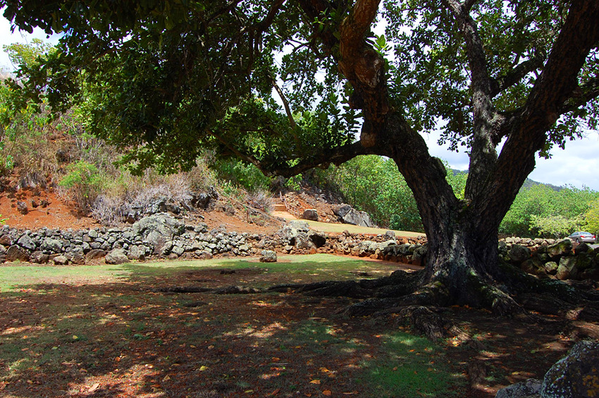 Tree Provides Shade