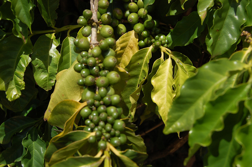 Coffee Beans