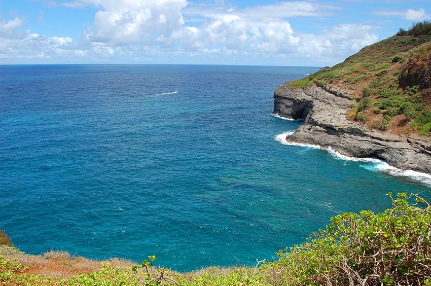 Many Seabirds Live in the Cliffs