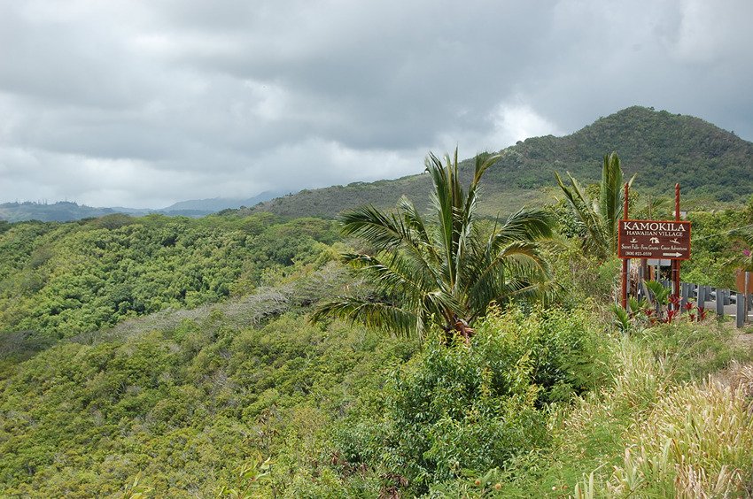 Lush Vegetation