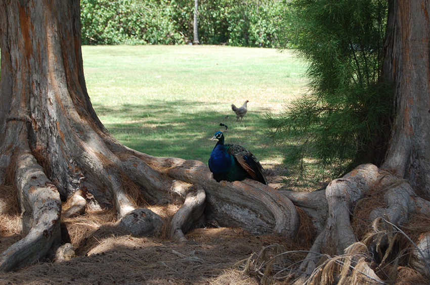 Park Fauna