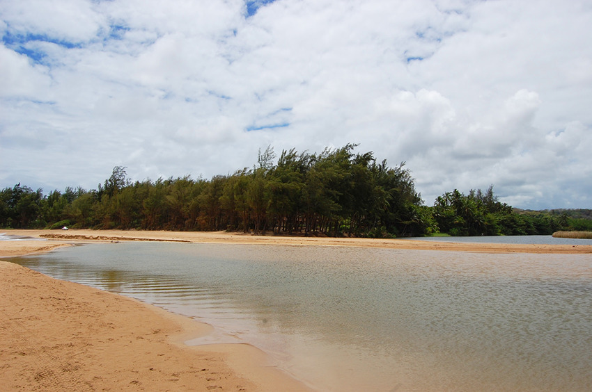 Lagoon Surrounded by Trees and Park
