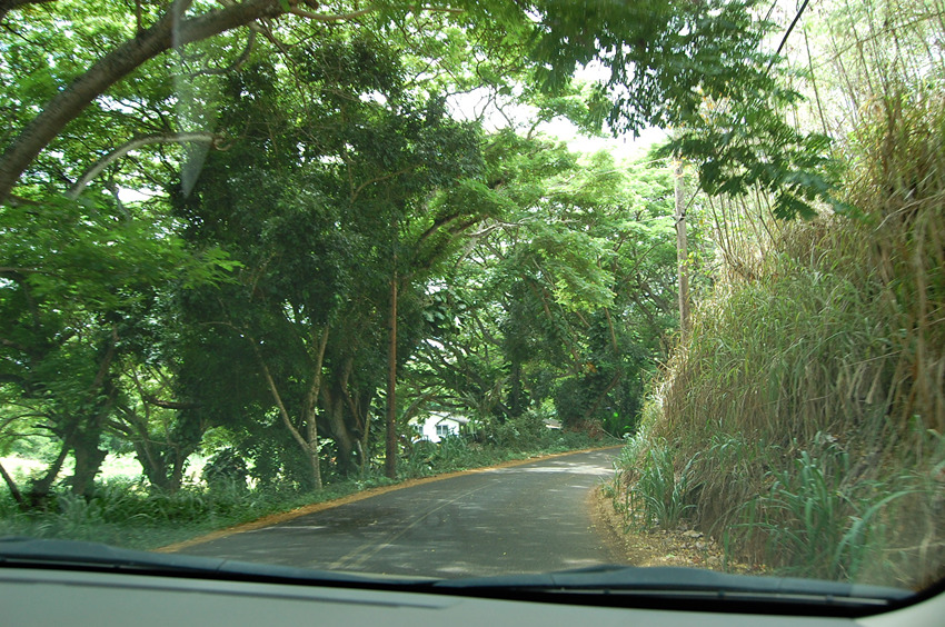 Road Surrounded by Trees