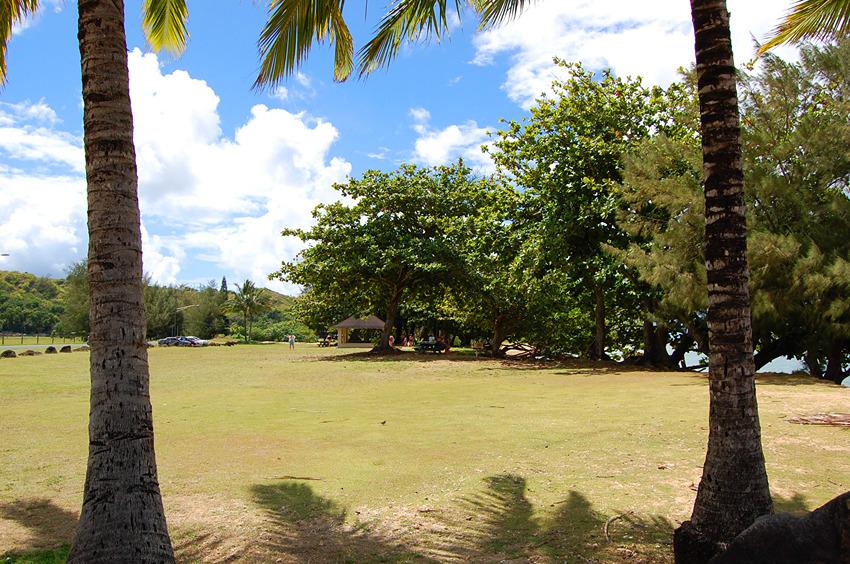 Enjoying the Shade of Two Palm Trees