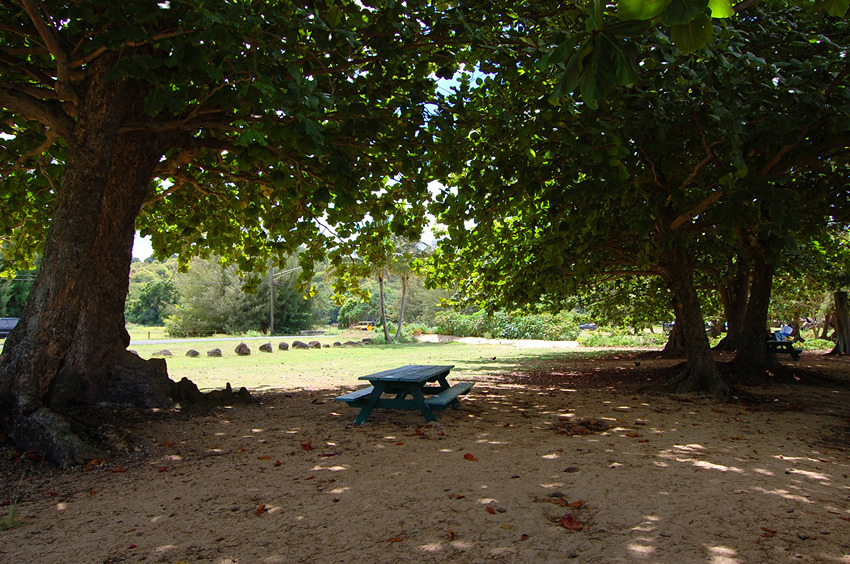 Nice Area for a Picnic