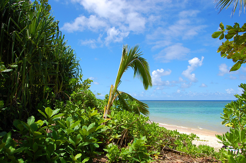 Tropical Beauty
