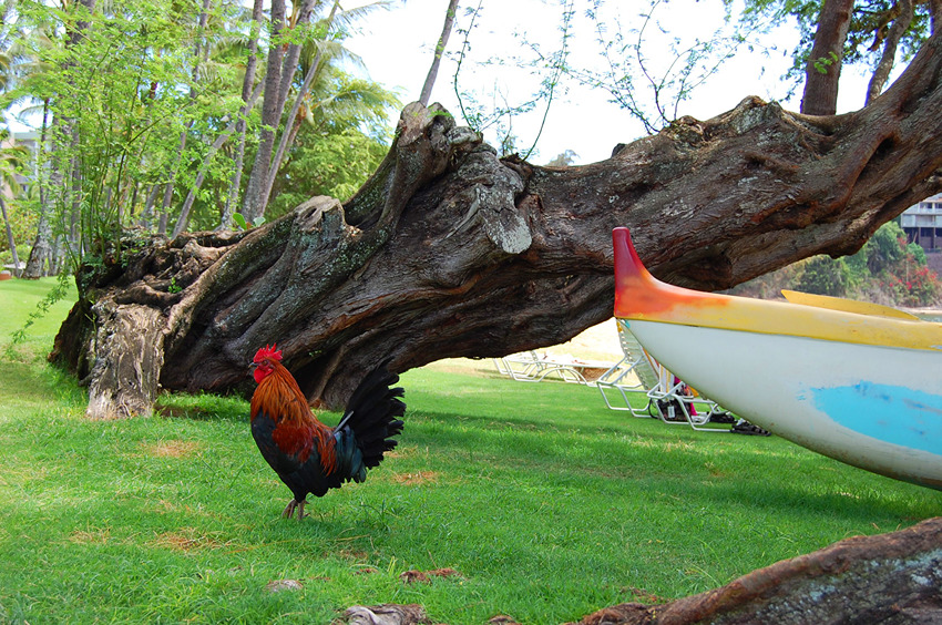 Frequent Visitor on the Beach