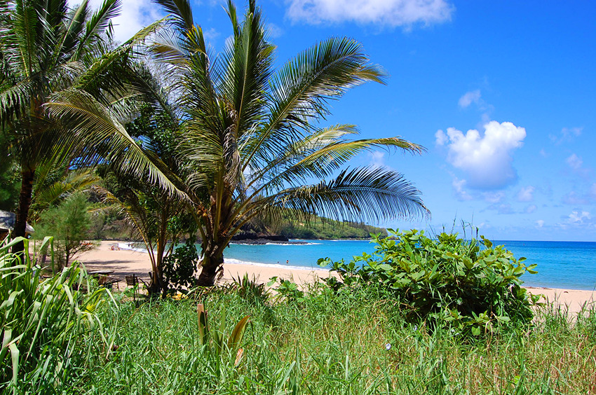 View Through Palm Trees