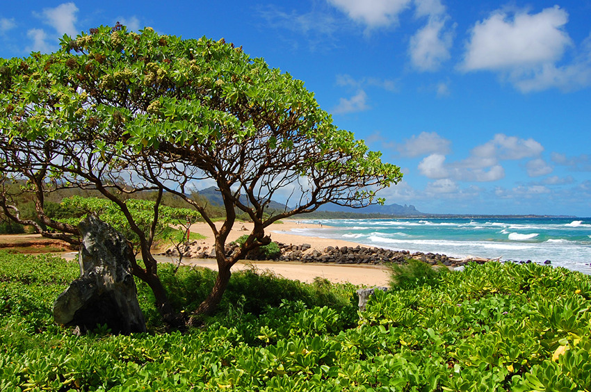 Lush Vegetation