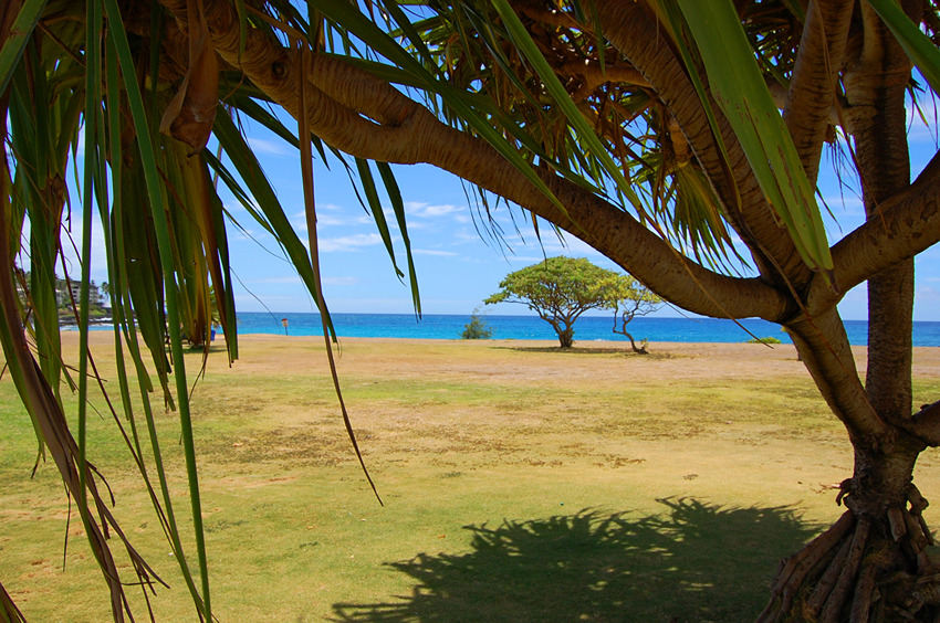 Shady Spot Under a Palm Tree