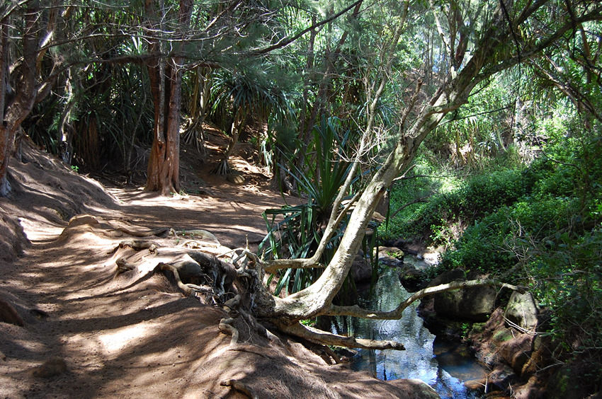 Follow the Stream