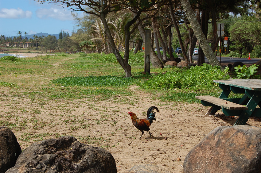 Regular Visitor at the Beach