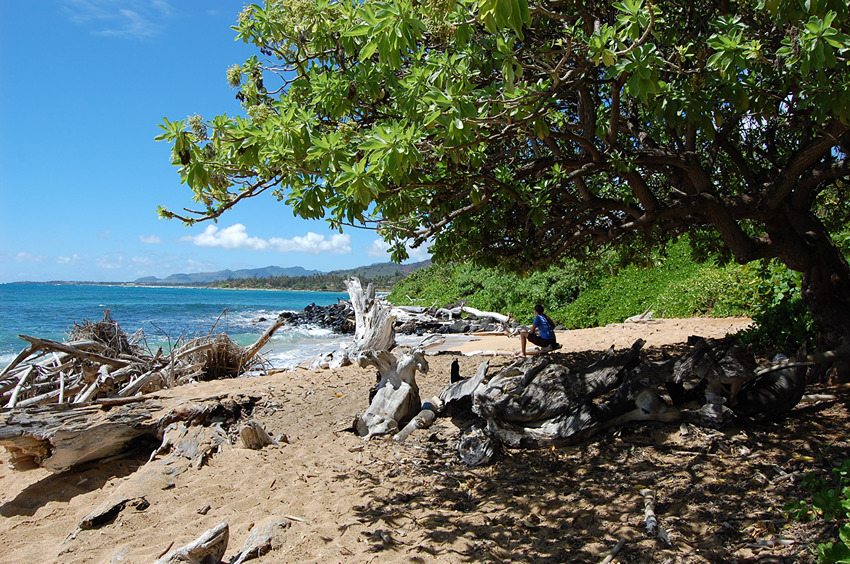 Some Shade on the Beach