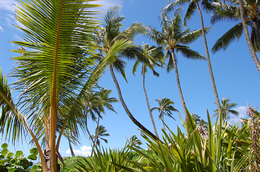 Tropical Surroundings