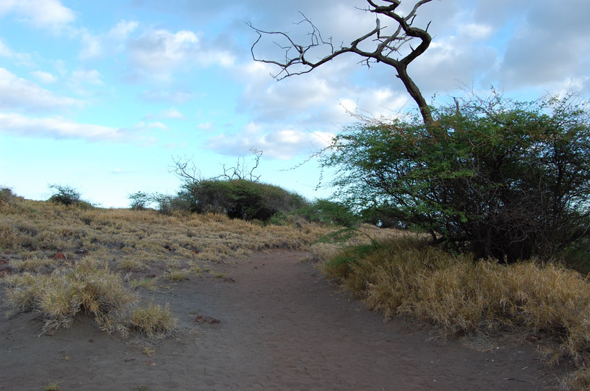 Trail to Puu Pehe