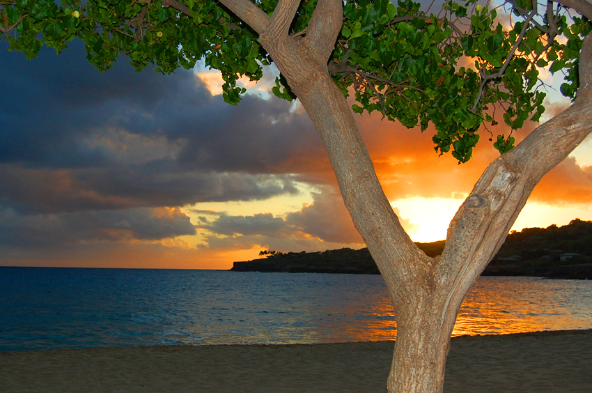 Sunset Between a Tree