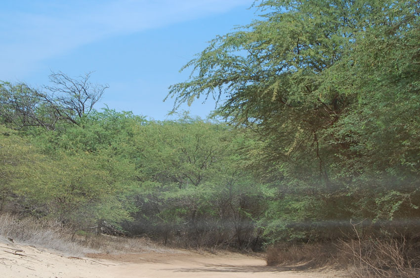 Dirt Road to the Beach