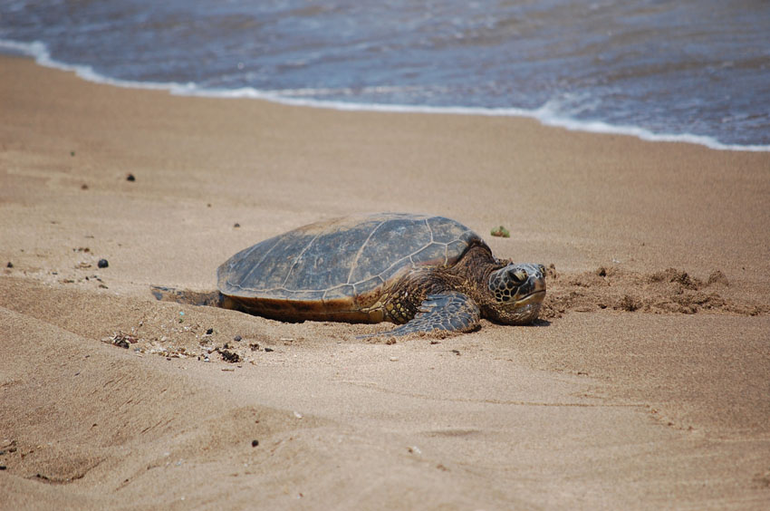 Sunbathing Honu
