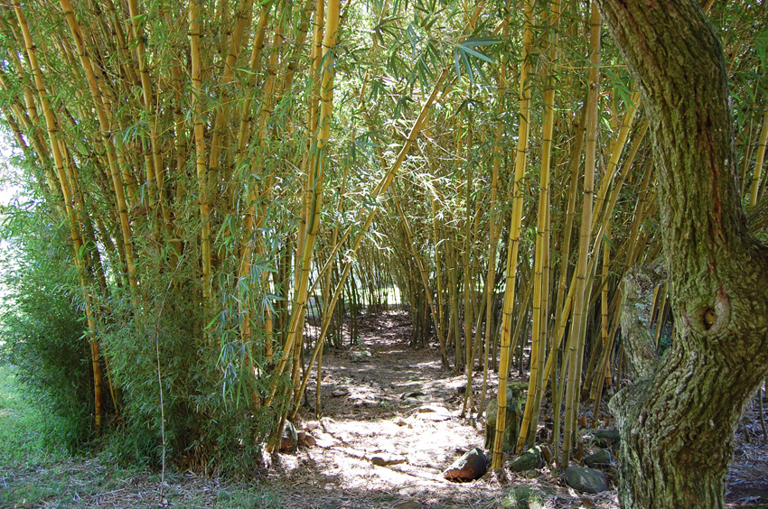 Bamboo Forest