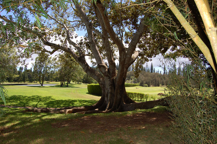 Big Old Tree