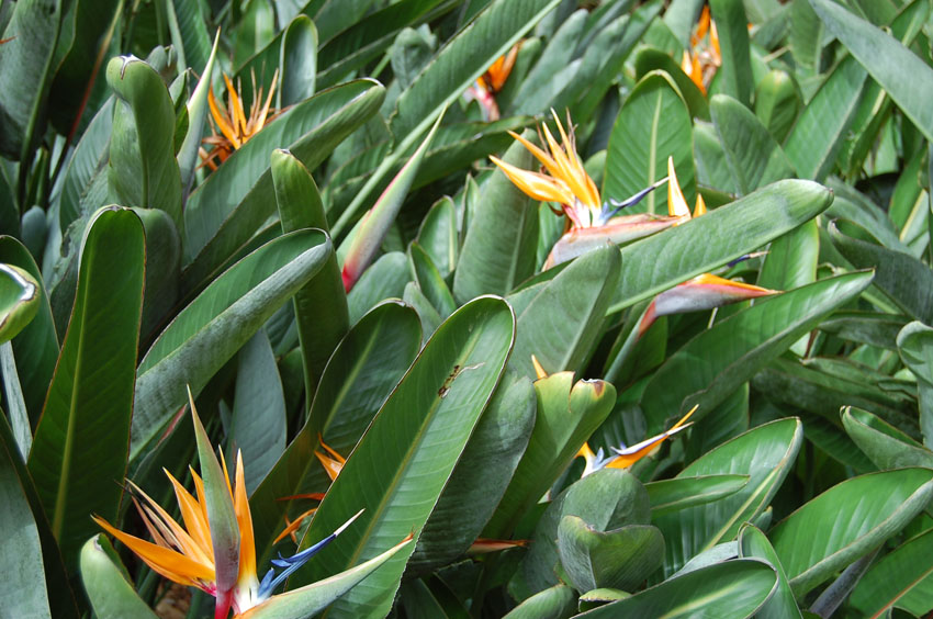 Bird of Paradise