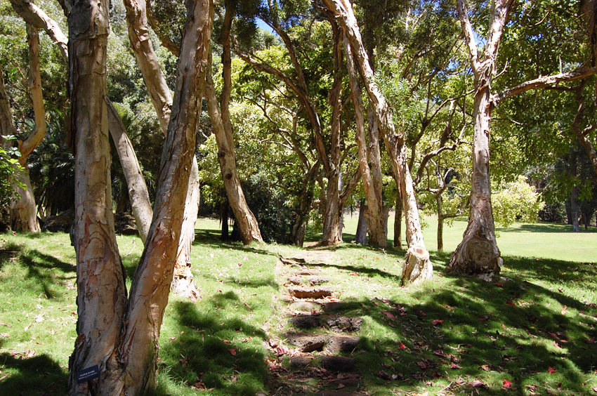 Easy Hike Among Trees