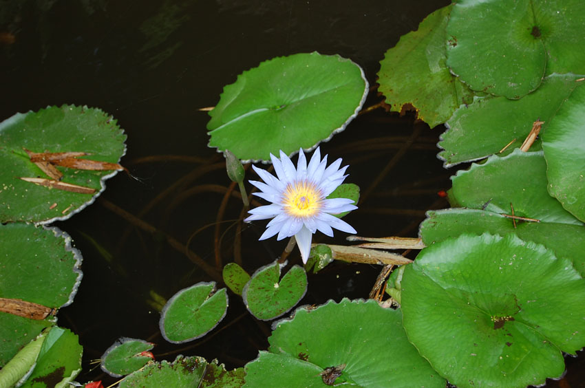 Koele Flora
