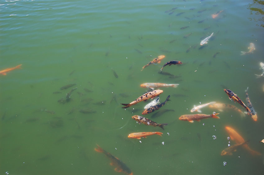 Koi Fish