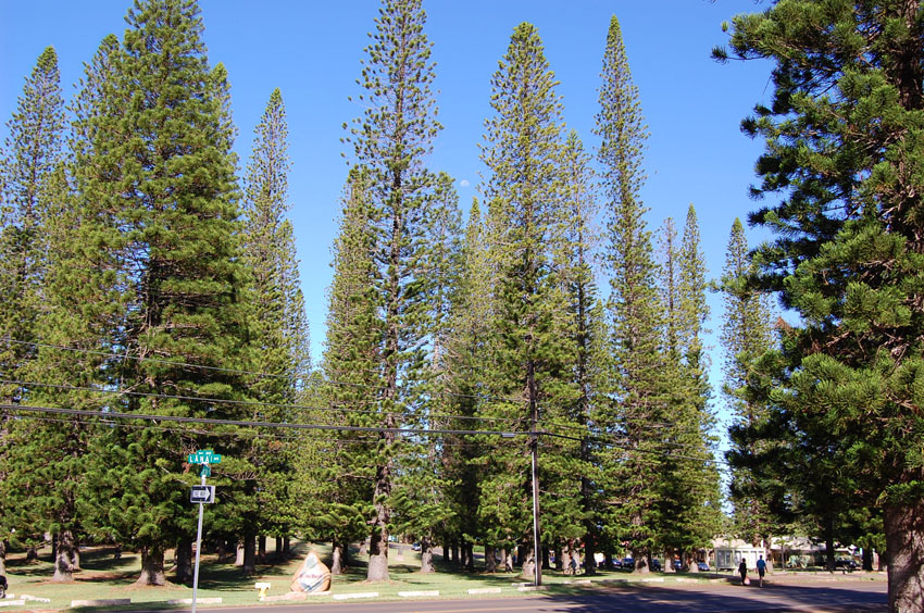 Dole Park